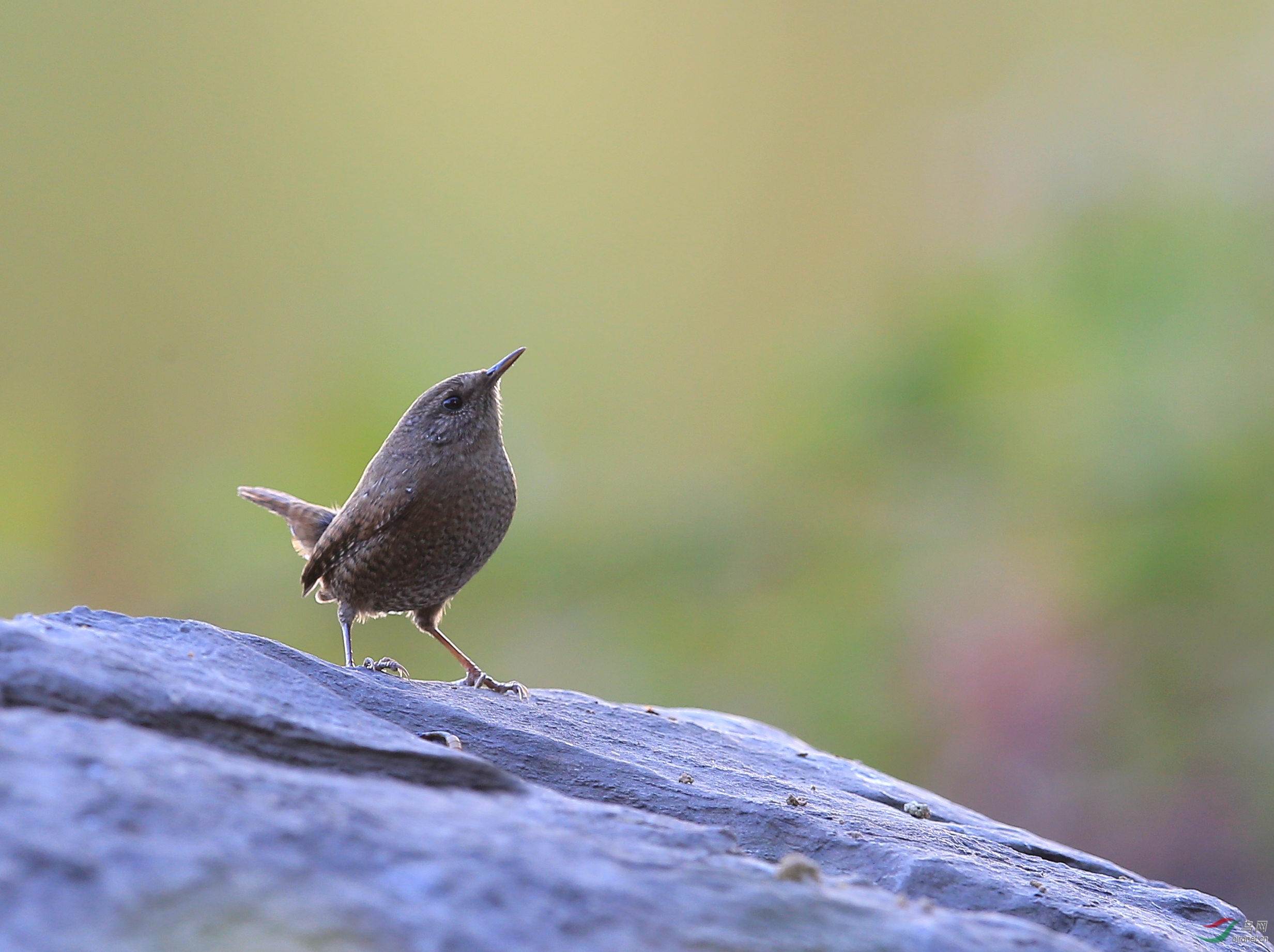 喜欢抬头的小鹪鹩