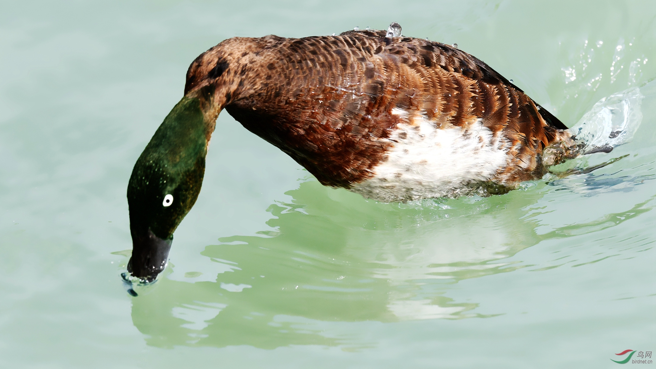 热烈欢呼青头潜鸭连续三年迁徙到德阳旌湖越冬
