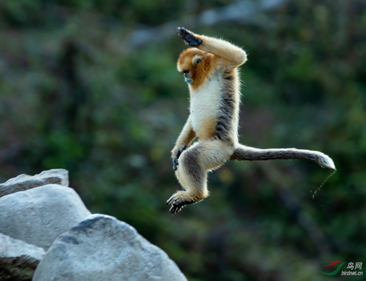 [动物] 金丝猴~飞猴----恭贺图2荣获首页精华!