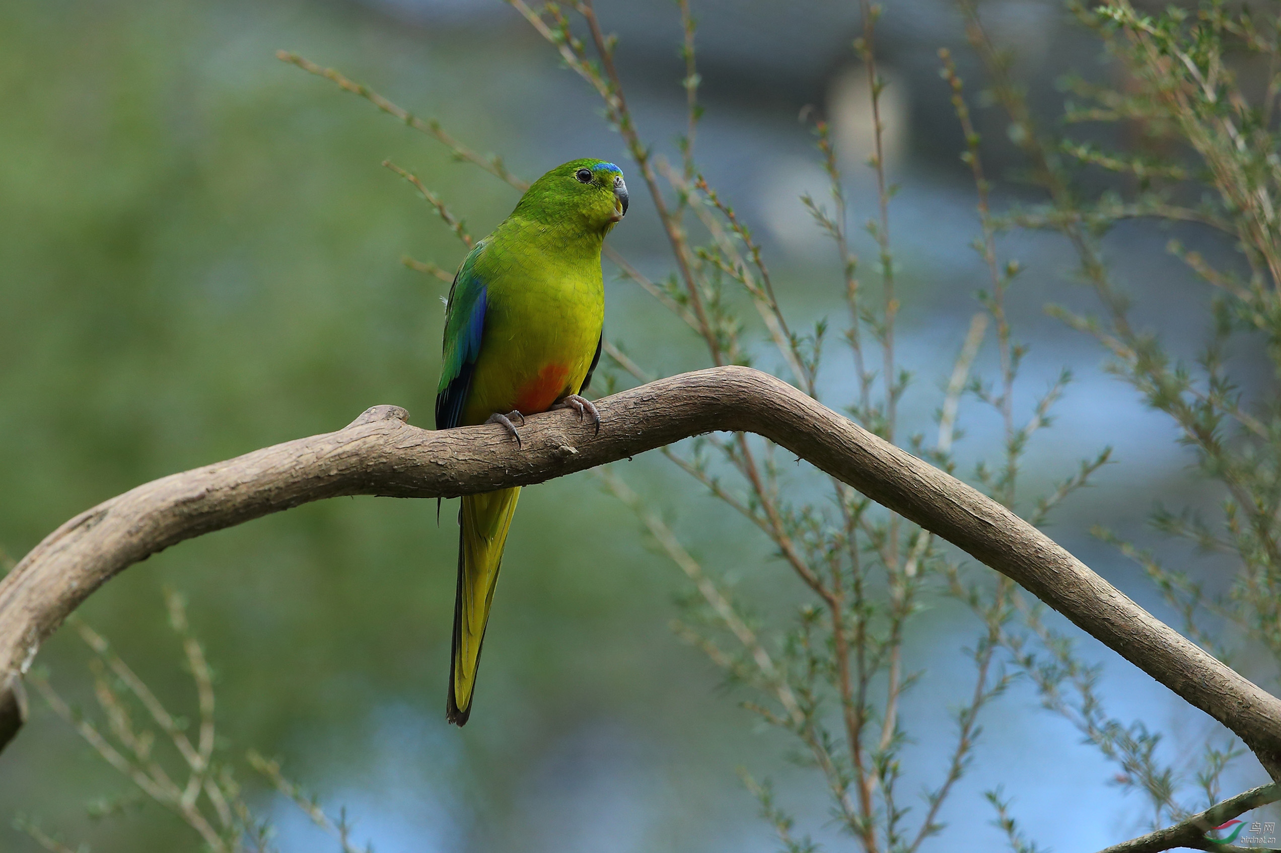 橙腹鹦鹉