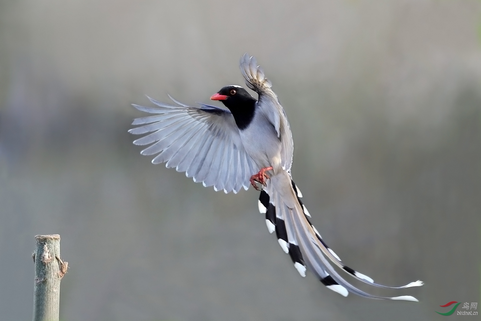 红嘴飘逸的尾羽