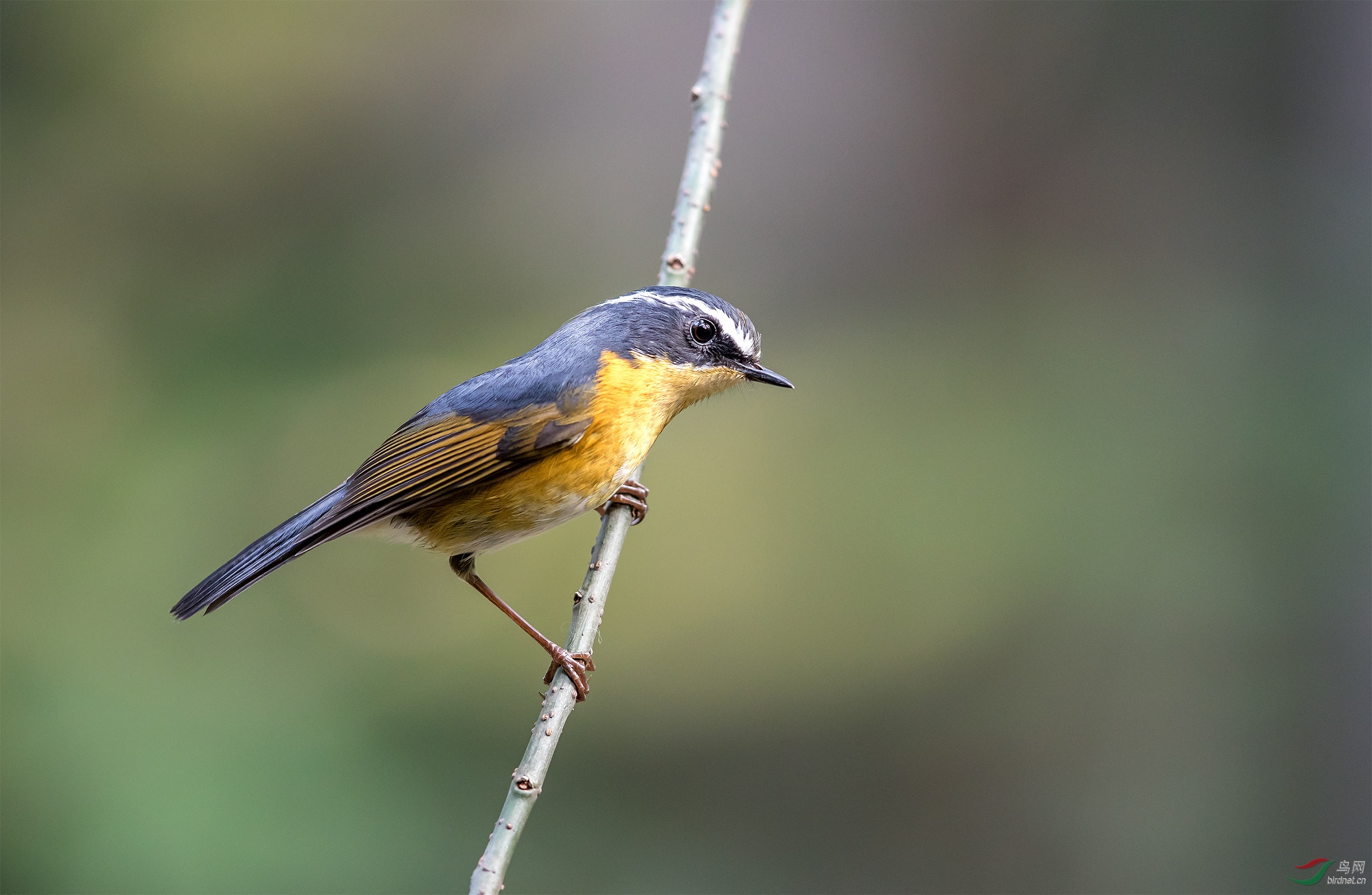 林中的 白眉林鸲