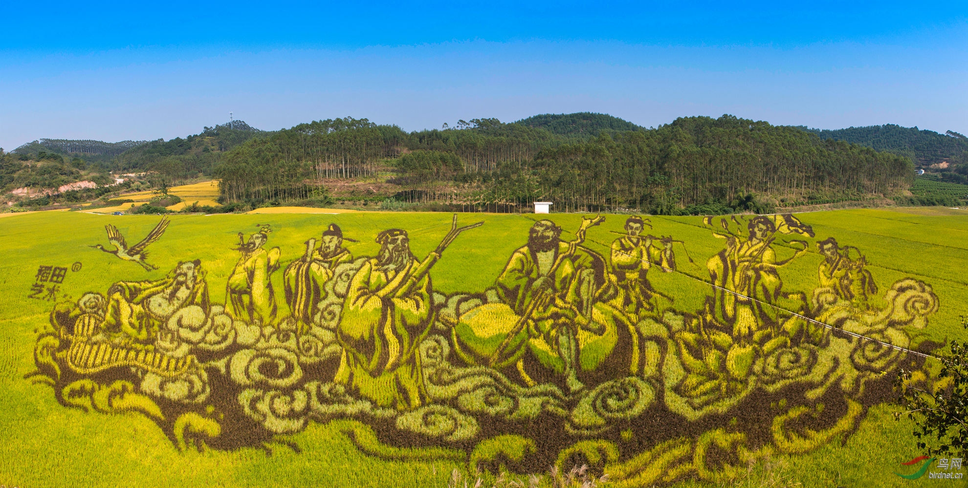 稻田艺术——八仙过海