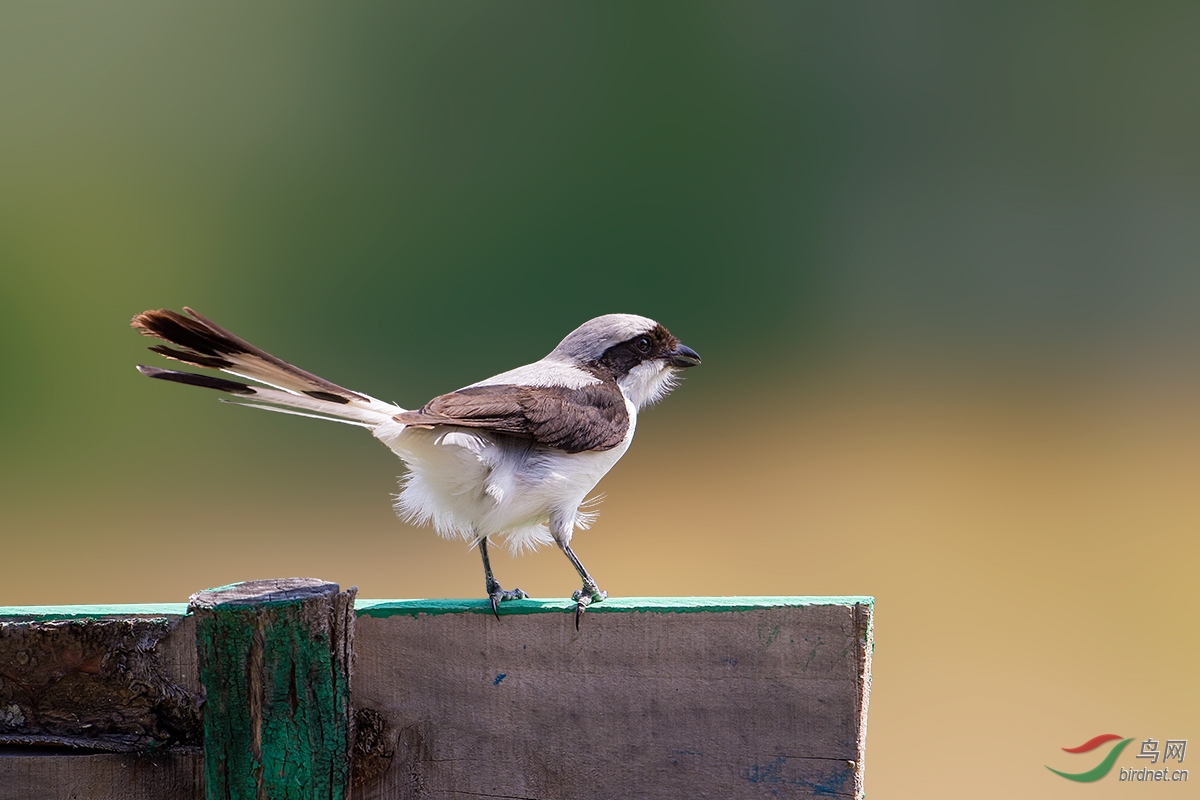 灰背长尾伯劳