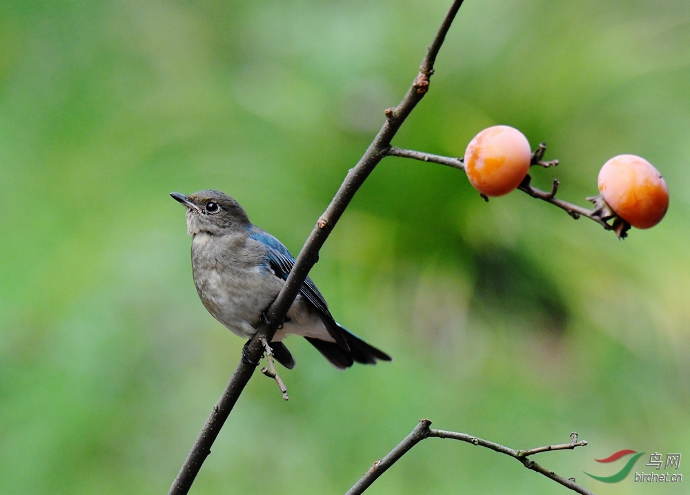 南岳白腹蓝鹟小鸟