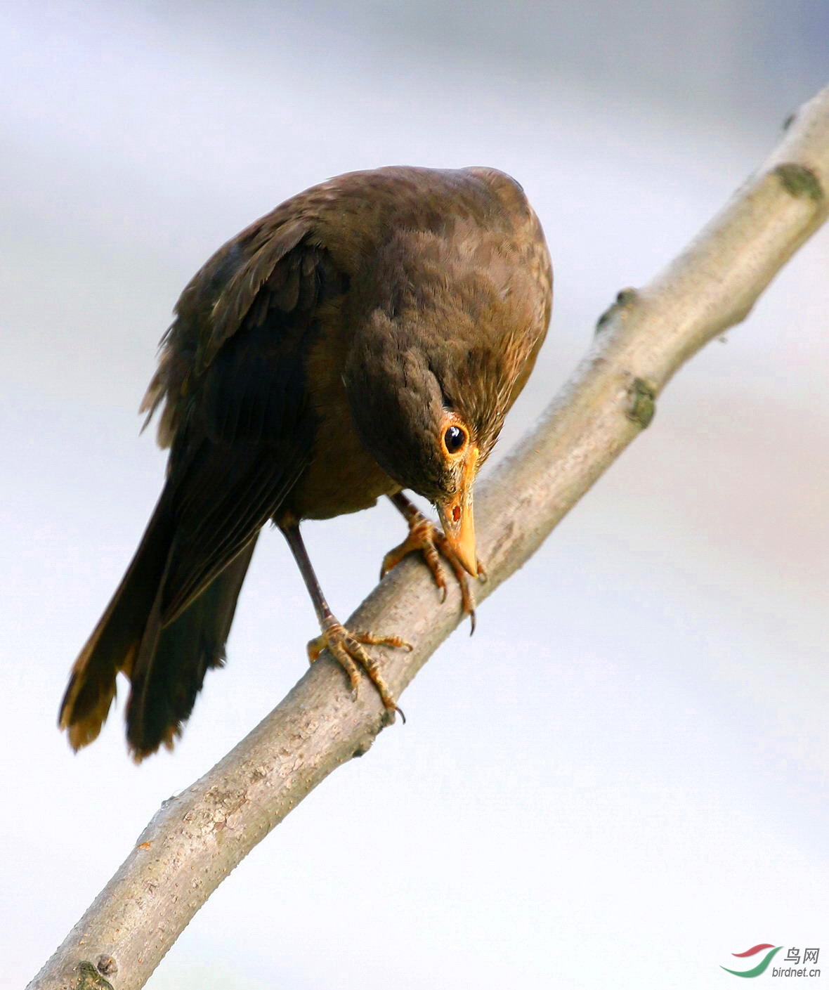 这是在听还是看乌鸫雌鸟