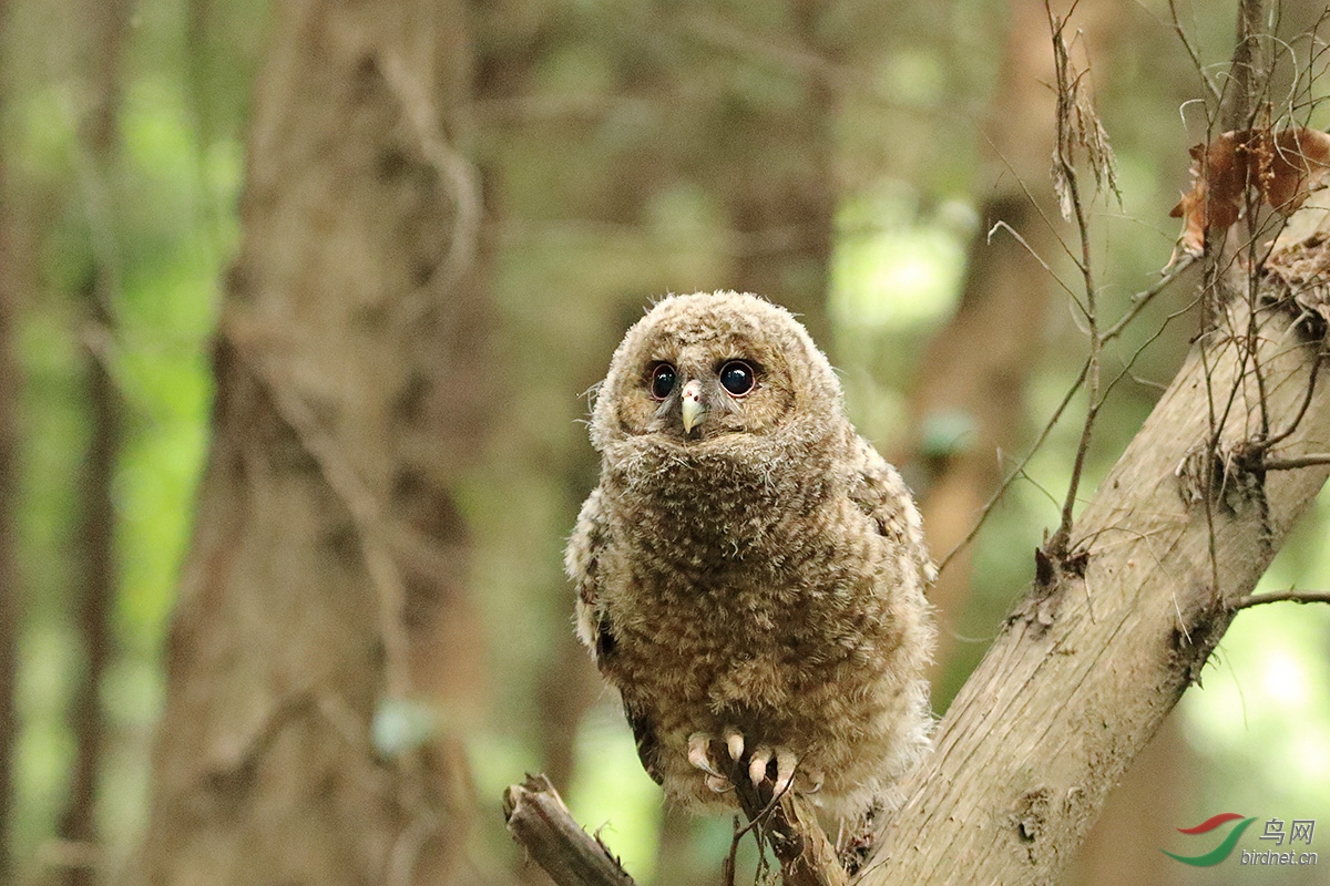 盼——灰林鸮(幼)