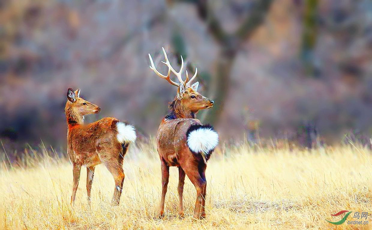 鹿【回眸】(祝贺老师荣登首页)