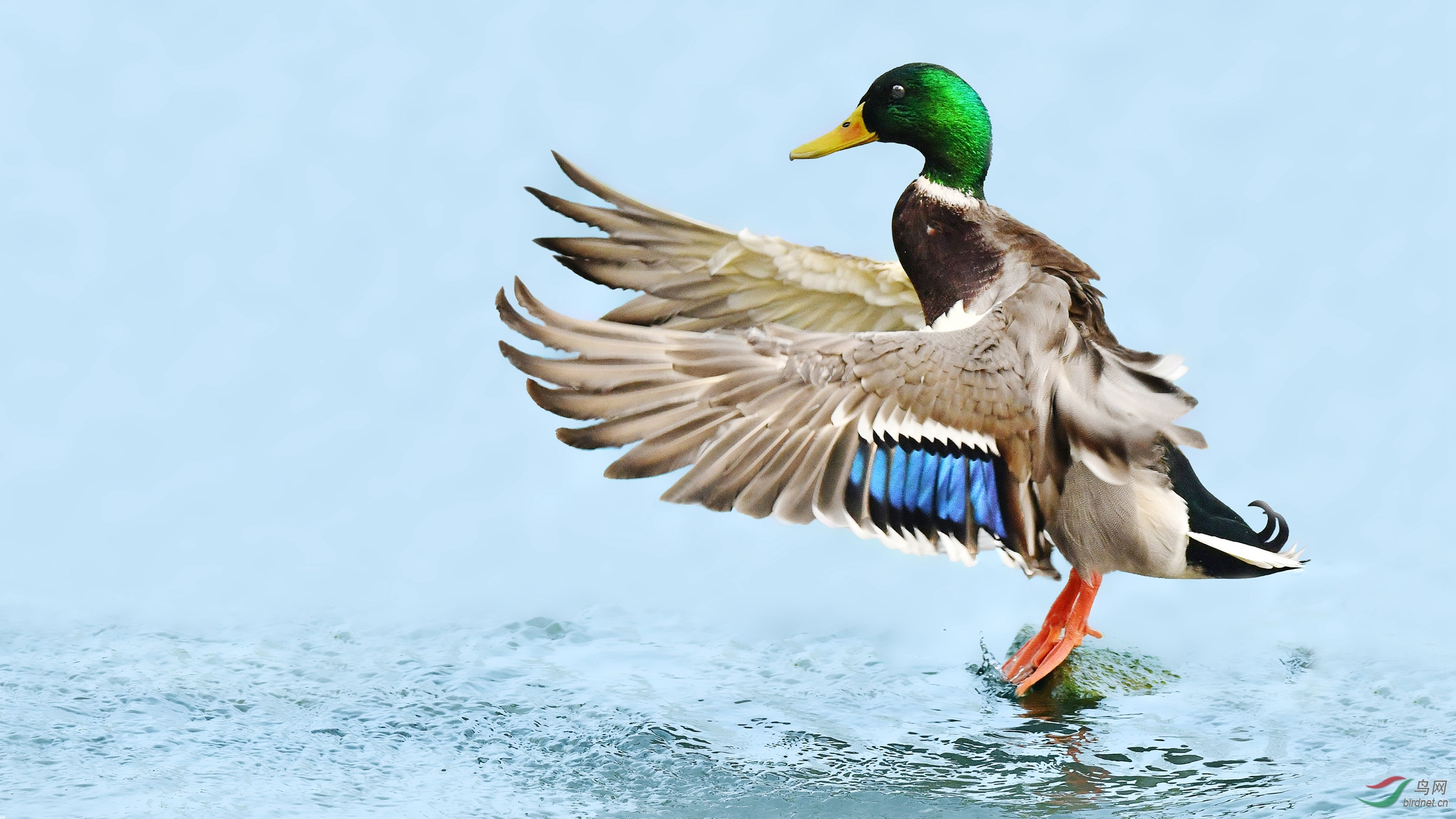 迁徙鸟点野拍绿头鸭