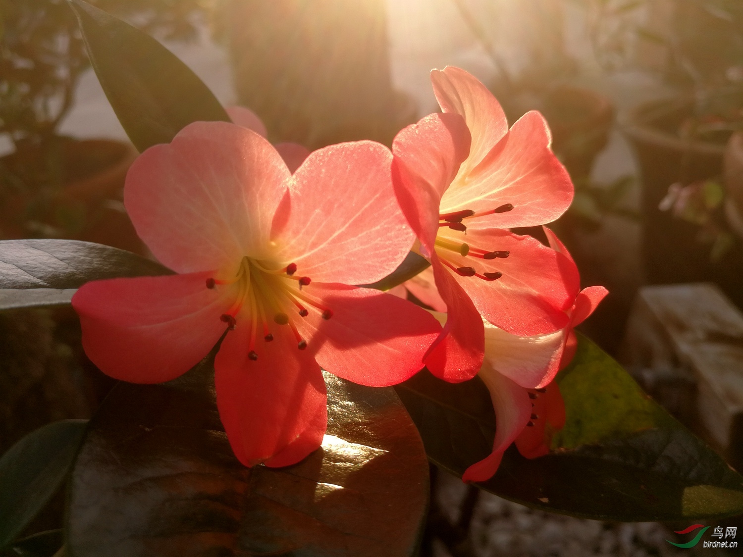 阳光照耀着花儿