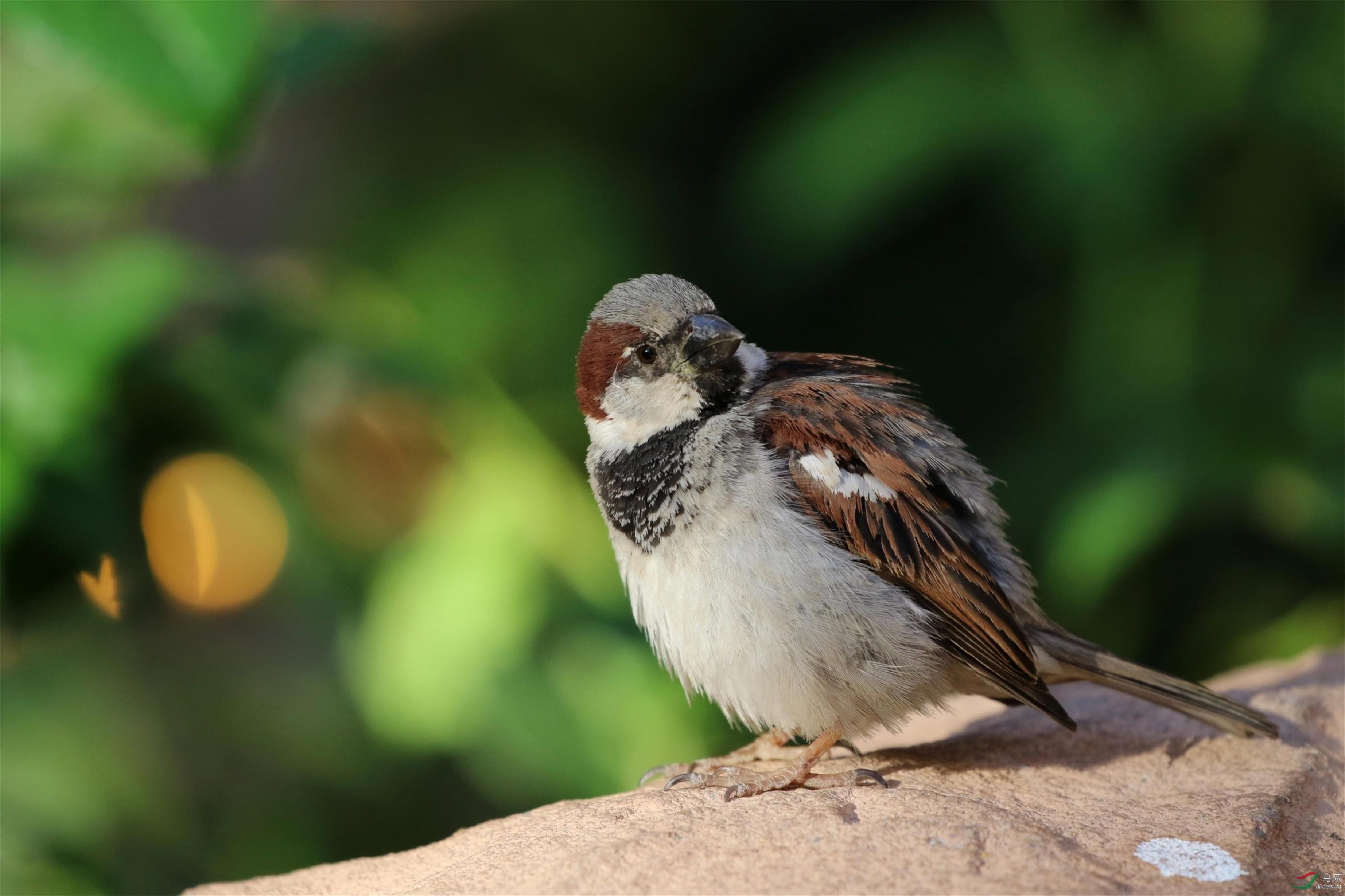 菜鸟一枚 美国家麻雀