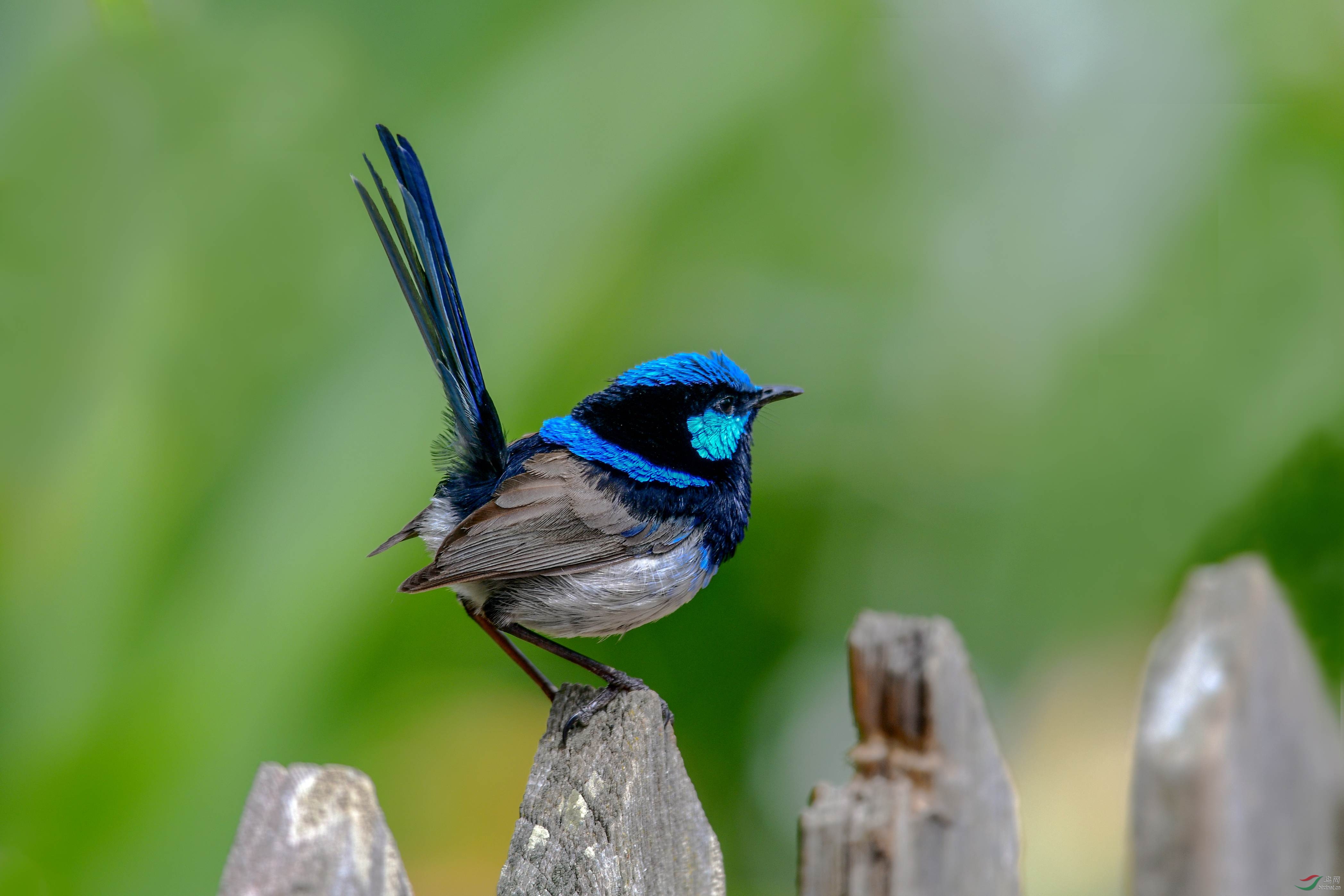 澳洲小蓝鸟壮丽细尾鹩莺