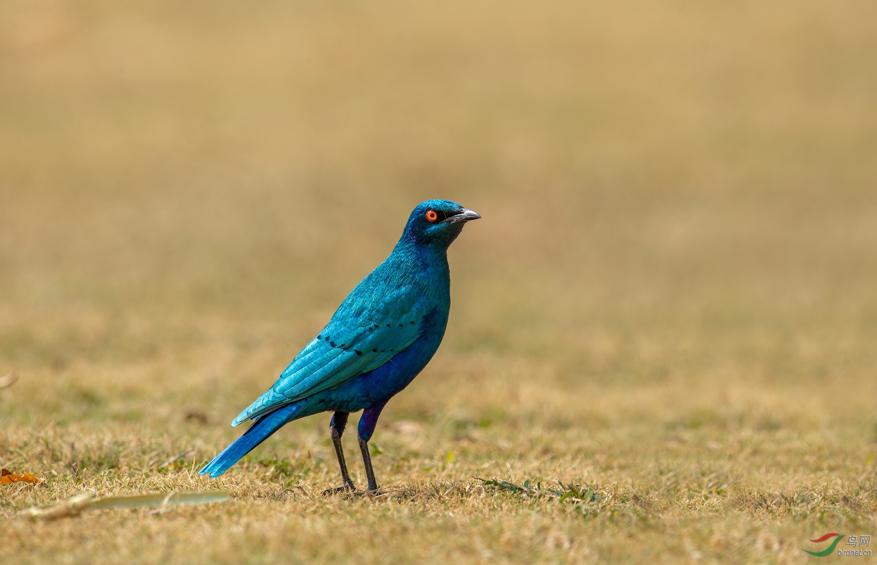 蓝耳丽椋鸟【贺获鸟类精华】