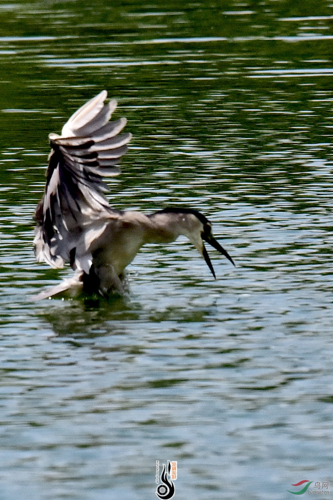 DSC_8418.JPG