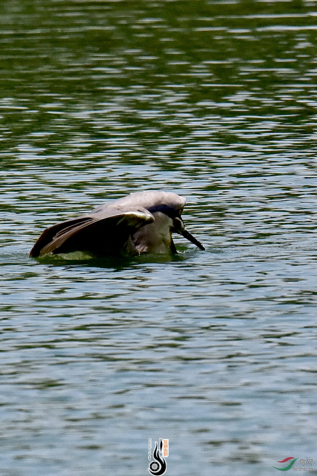 DSC_8420.JPG