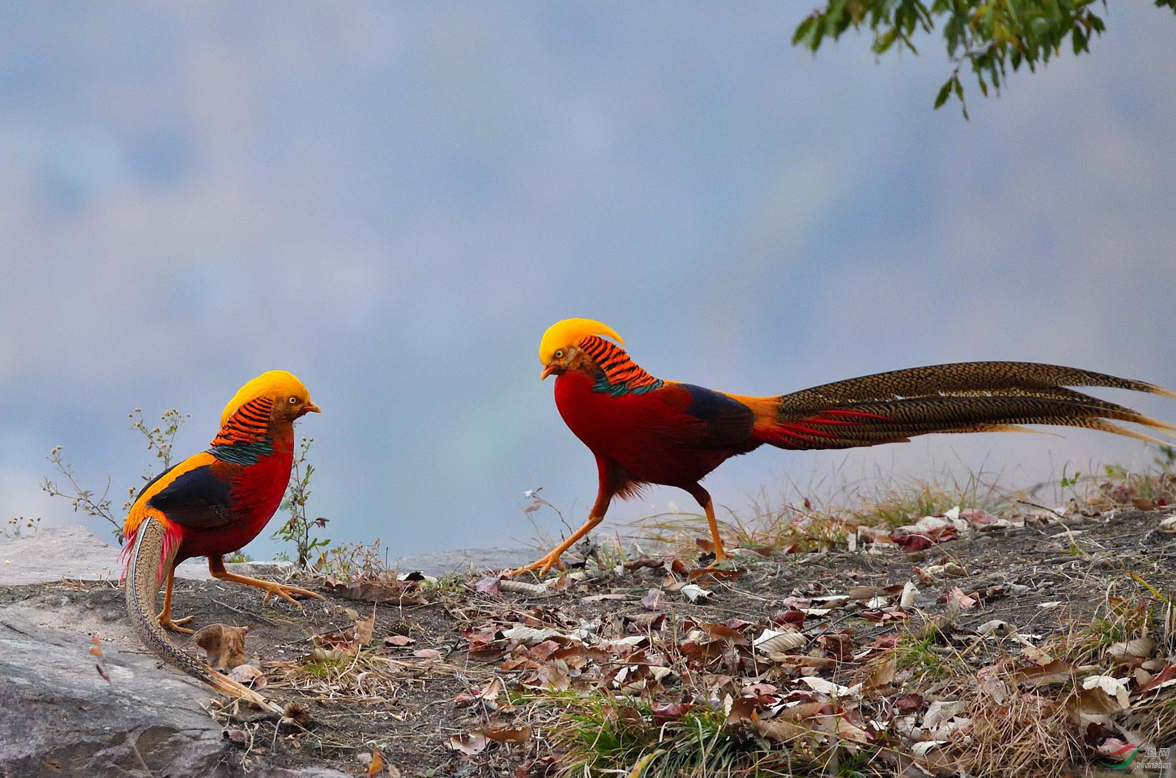 问好云南版友红腹锦鸡