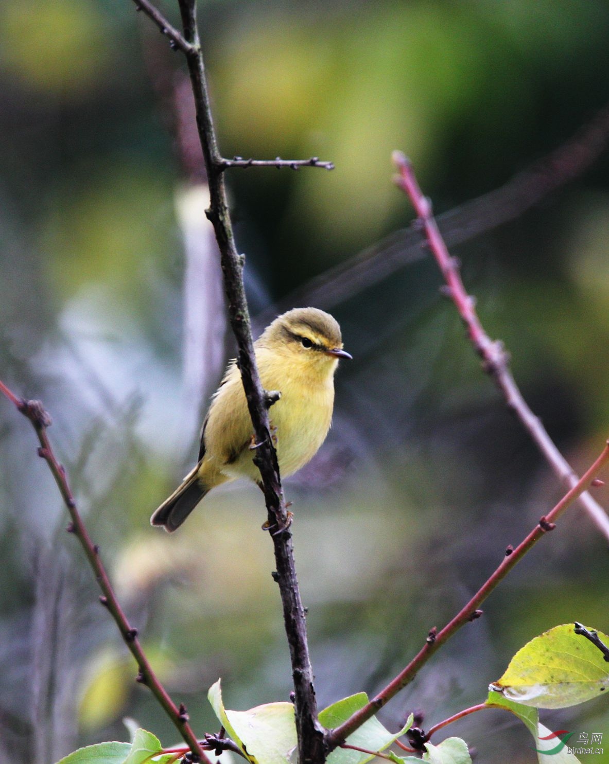 林柳莺 - 四川版 sichuan 鸟网