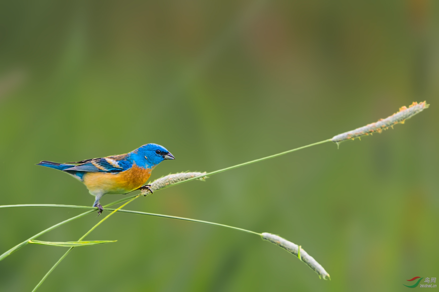 [林鸟] 高难度--琉璃彩鹀