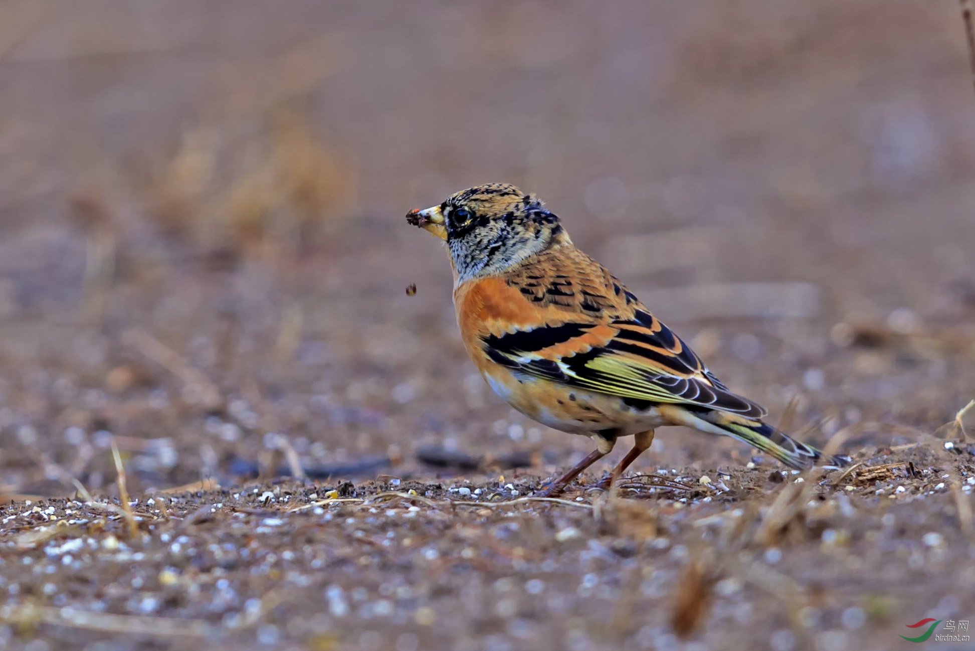 燕雀- 辽宁版 liaoning鸟网