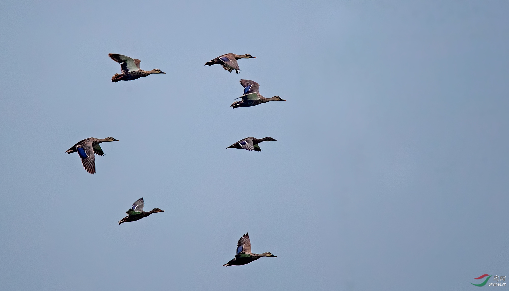 天上飞过一群野鸭