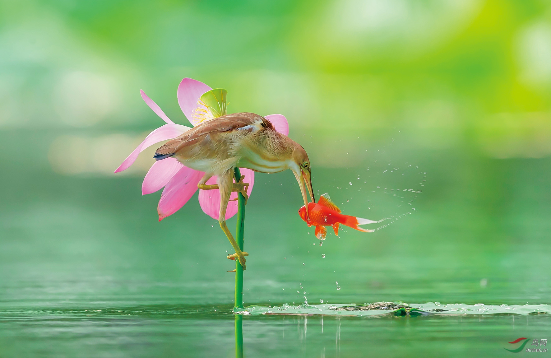 花,鸟,鱼,图:祝贺燕山繁尘荣任版主.