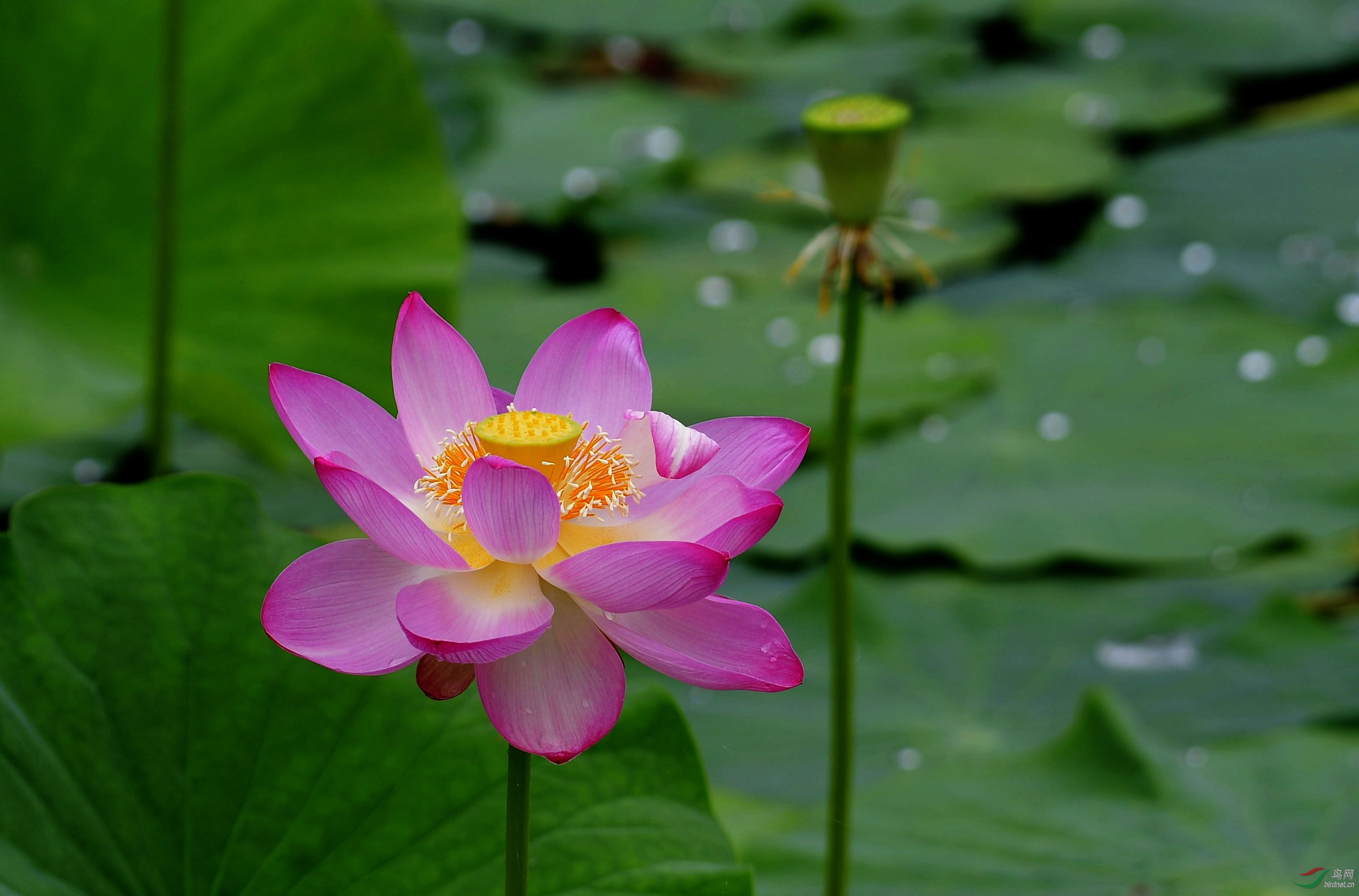 荷花- 植物花卉版 鸟网