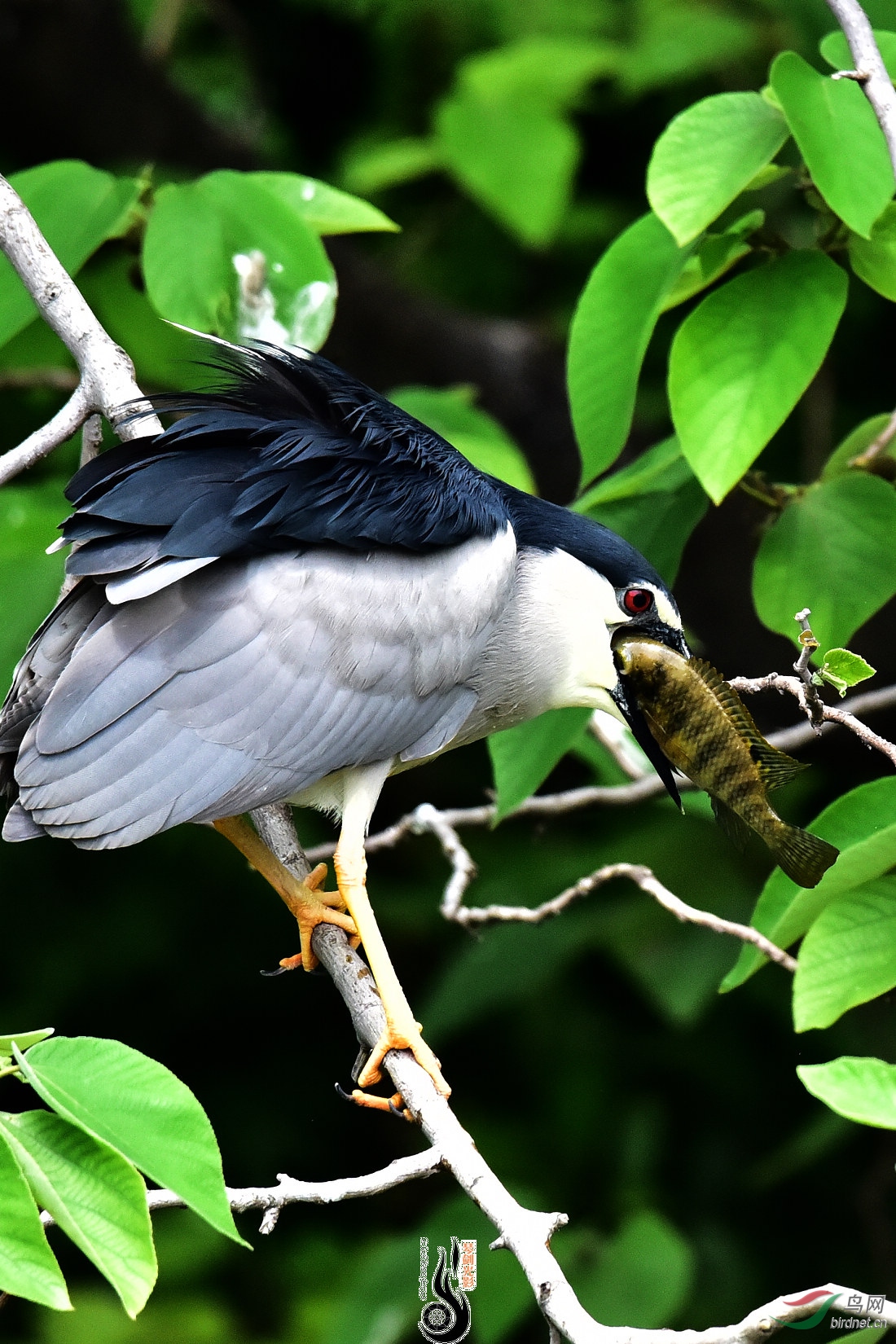 DSC_9323.JPG