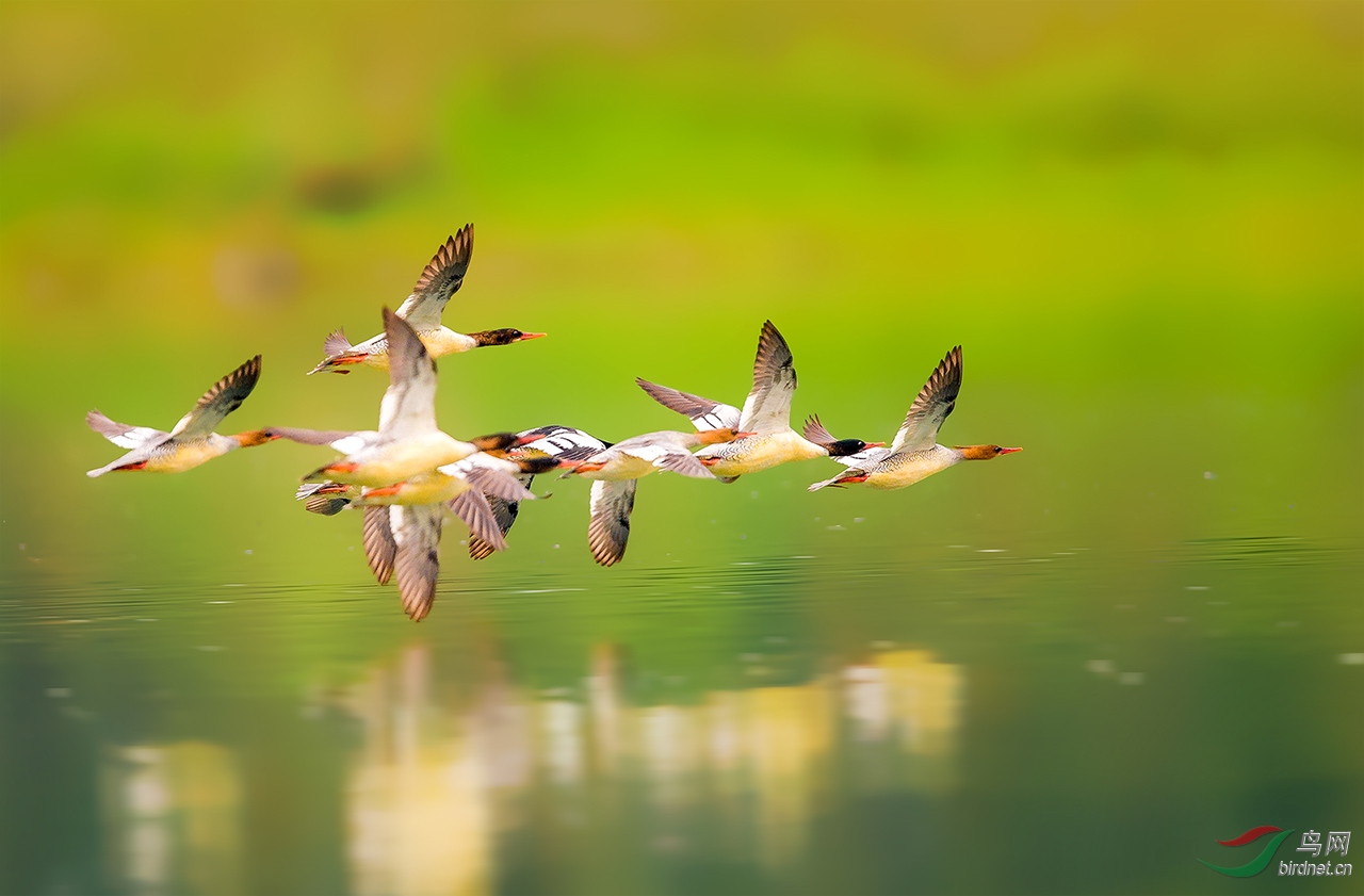 恭贺春天老师荣任青海版版主!