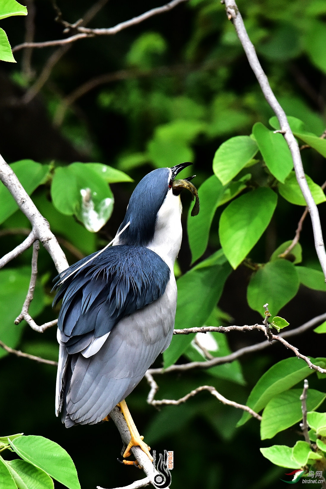 DSC_9337.JPG