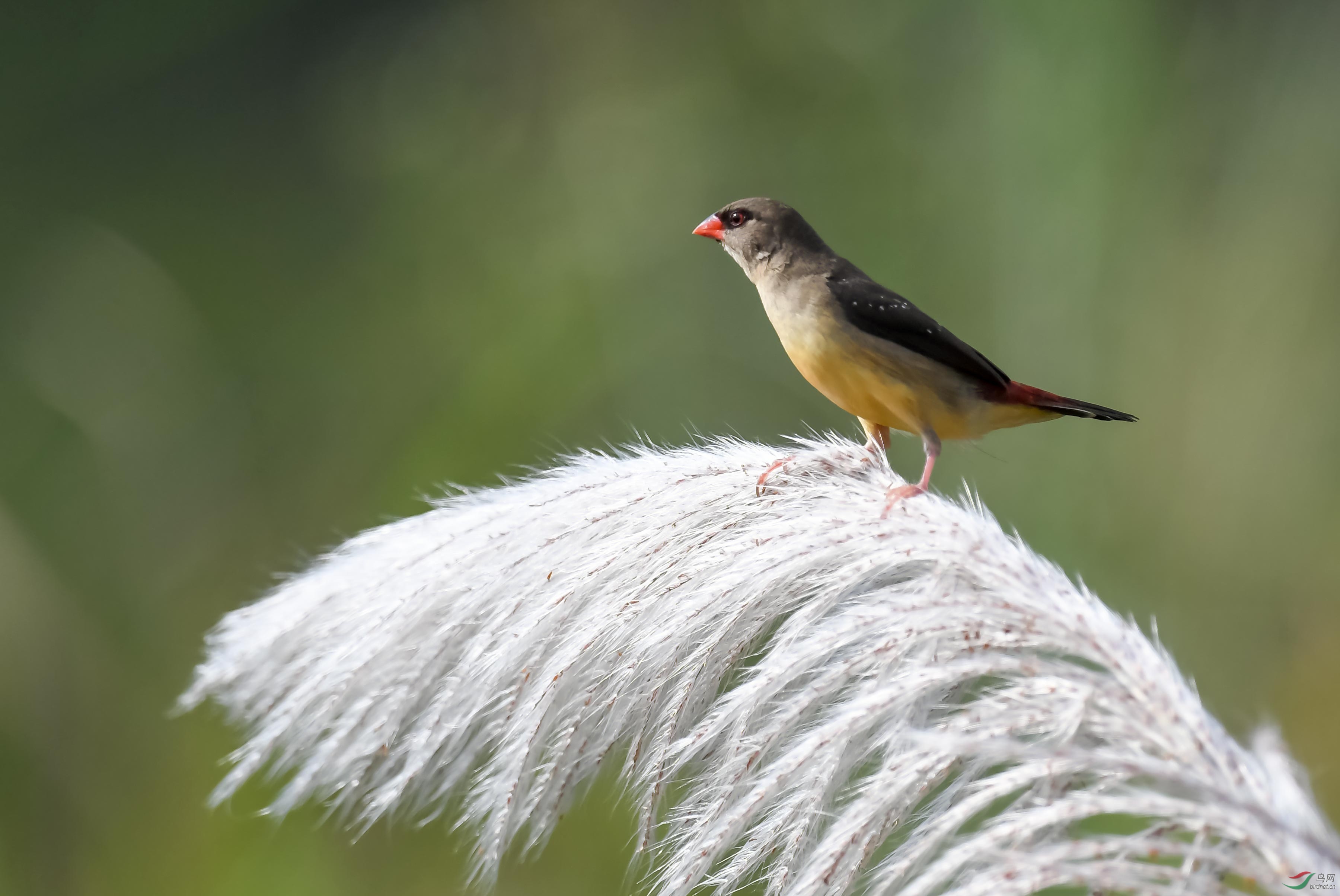 红梅花雀 - 山西版 shanxi 鸟网