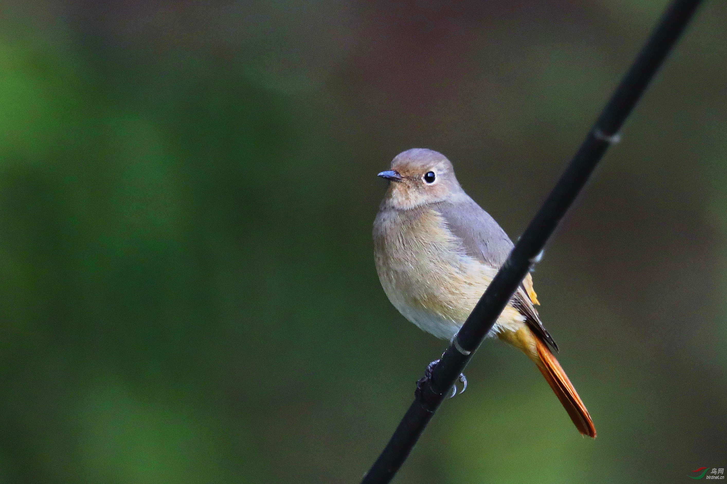 蓝额红尾鸲雌鸟