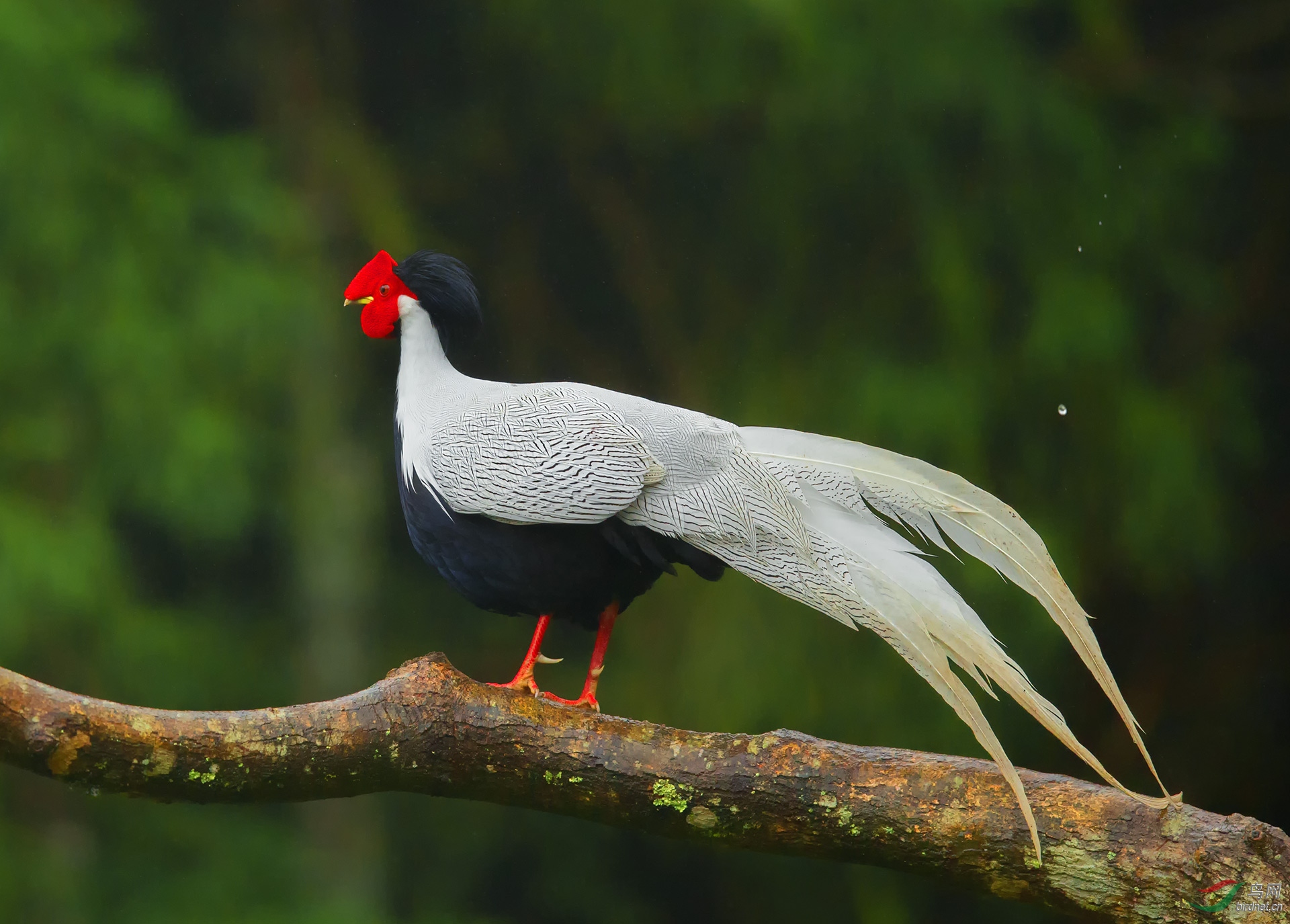 鸡王的风采 — 白鹇
