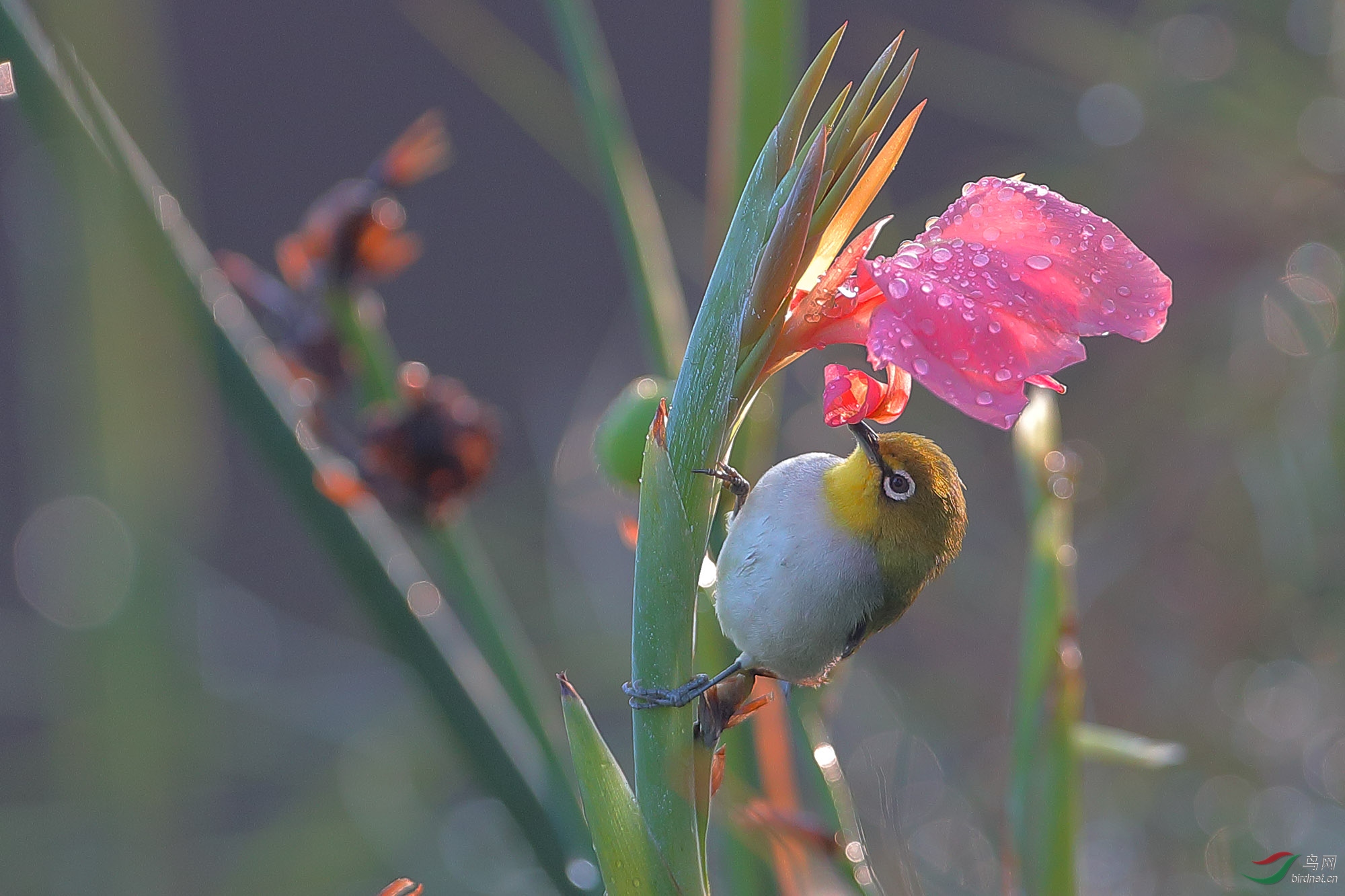 晨光 鸢尾花 绣眼 - 湖北版 hubei 鸟网