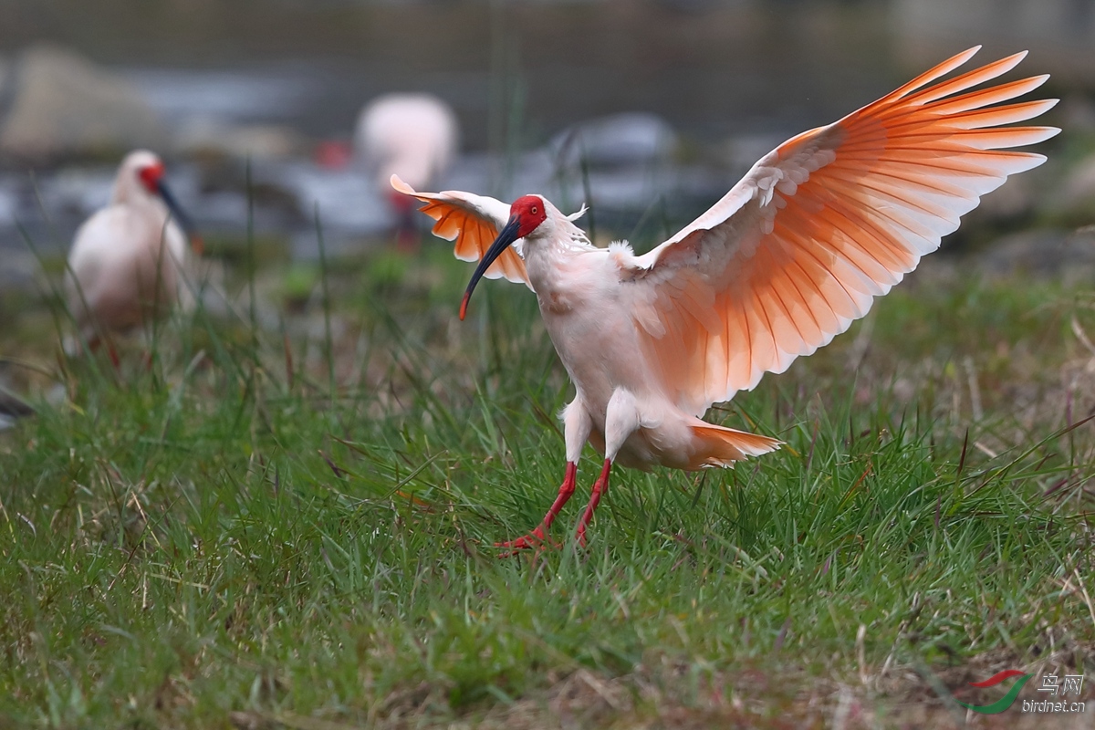国宝--朱鹮 - 山东版 shandong 鸟网