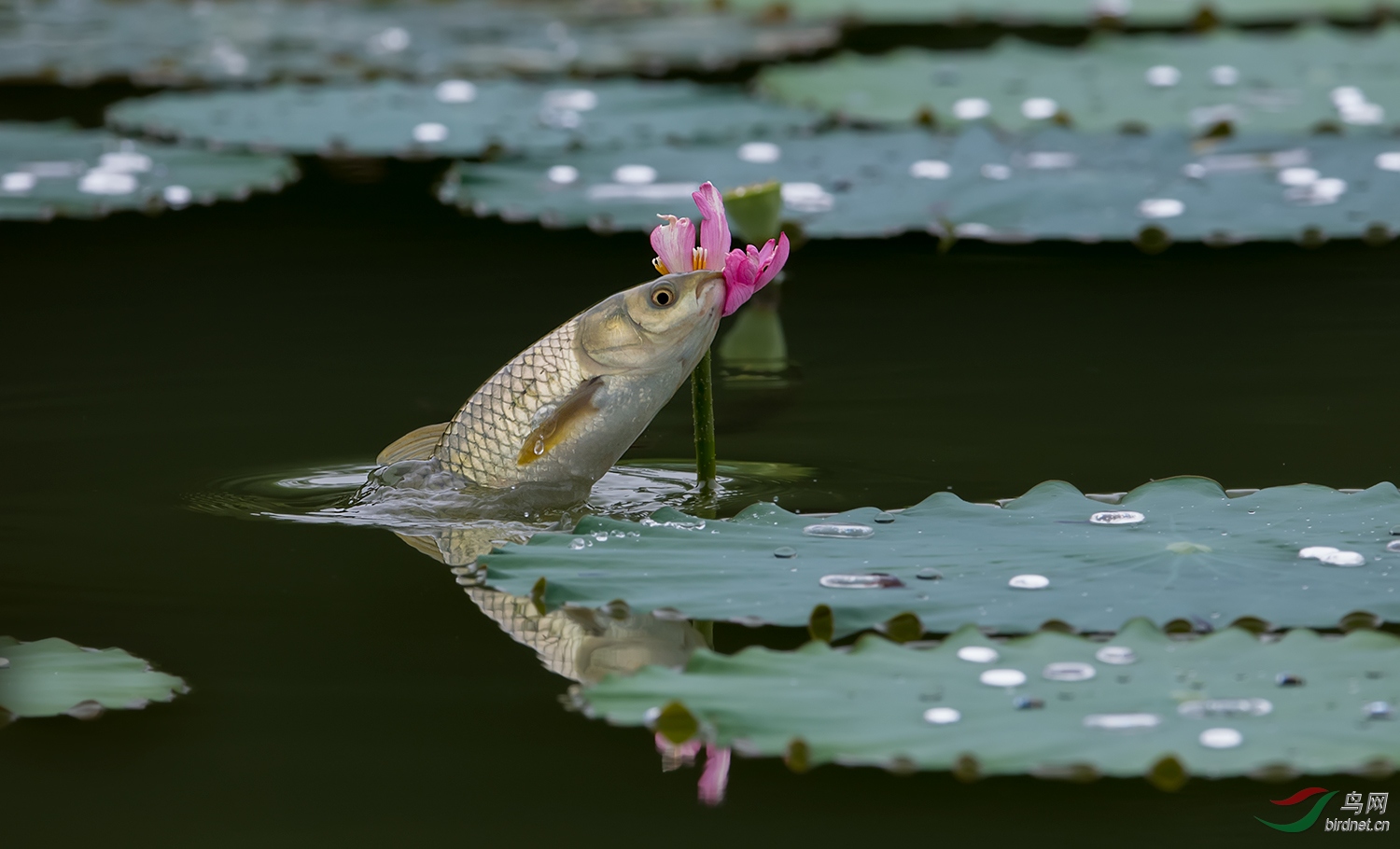 鲤鱼戏荷花