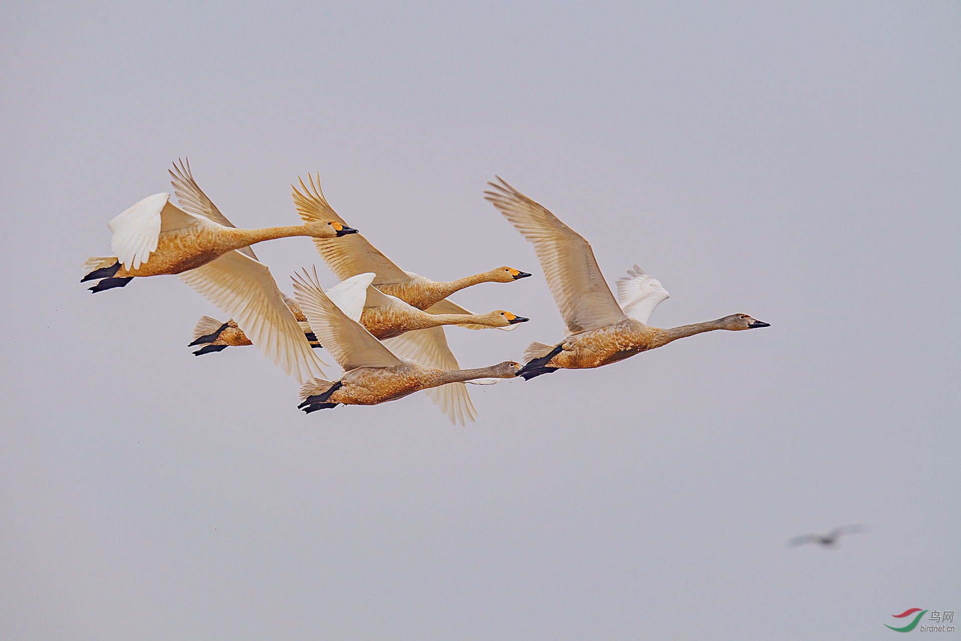 五只白天鹅,一块飞!