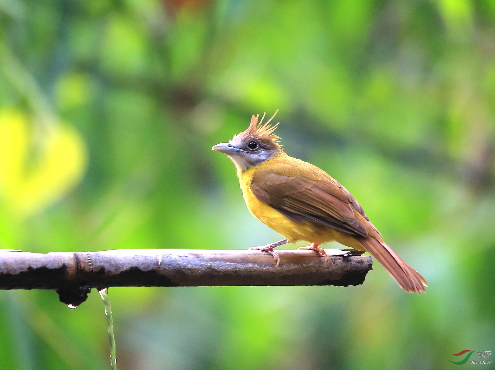 黄腹冠鹎 - 河南版 henan 鸟网