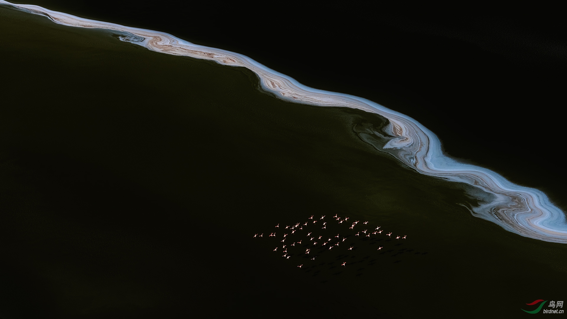 极简- 马加迪湖上的火烈鸟