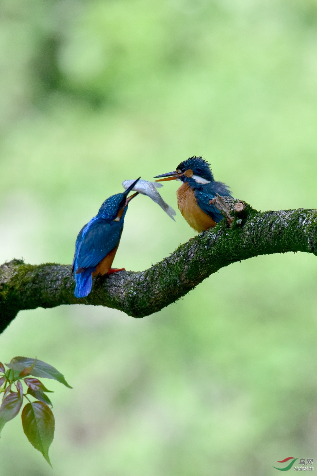 DSC_0005.JPG
