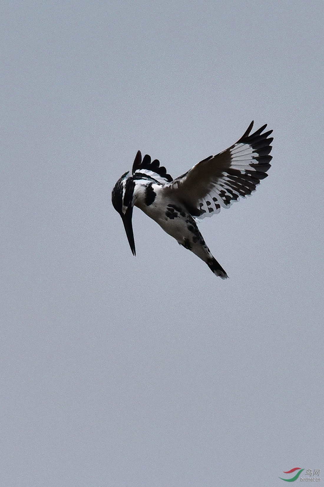 DSC_0020.JPG