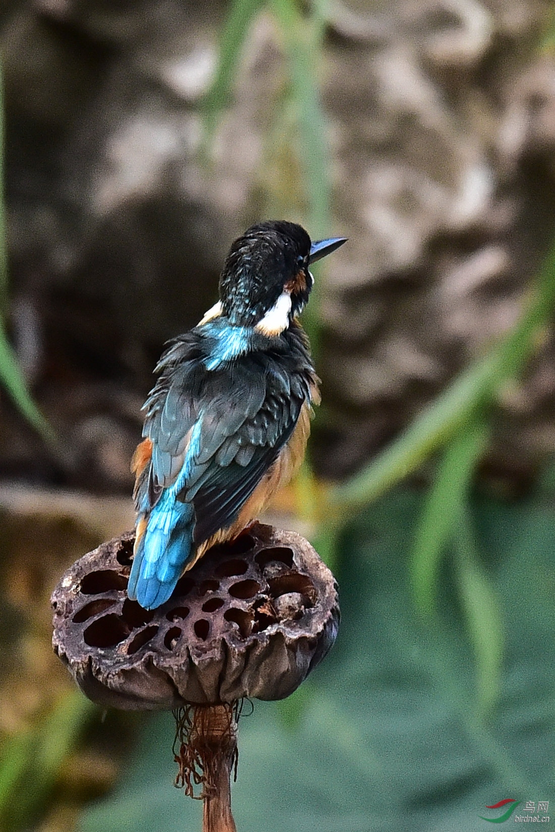 DSC_0021.JPG
