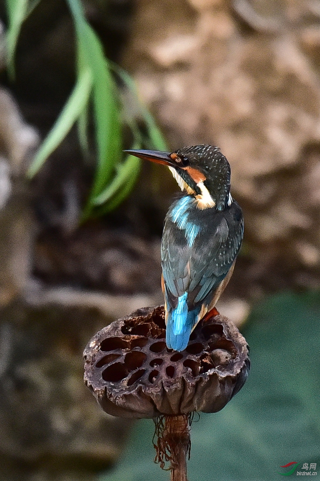 DSC_0028.JPG