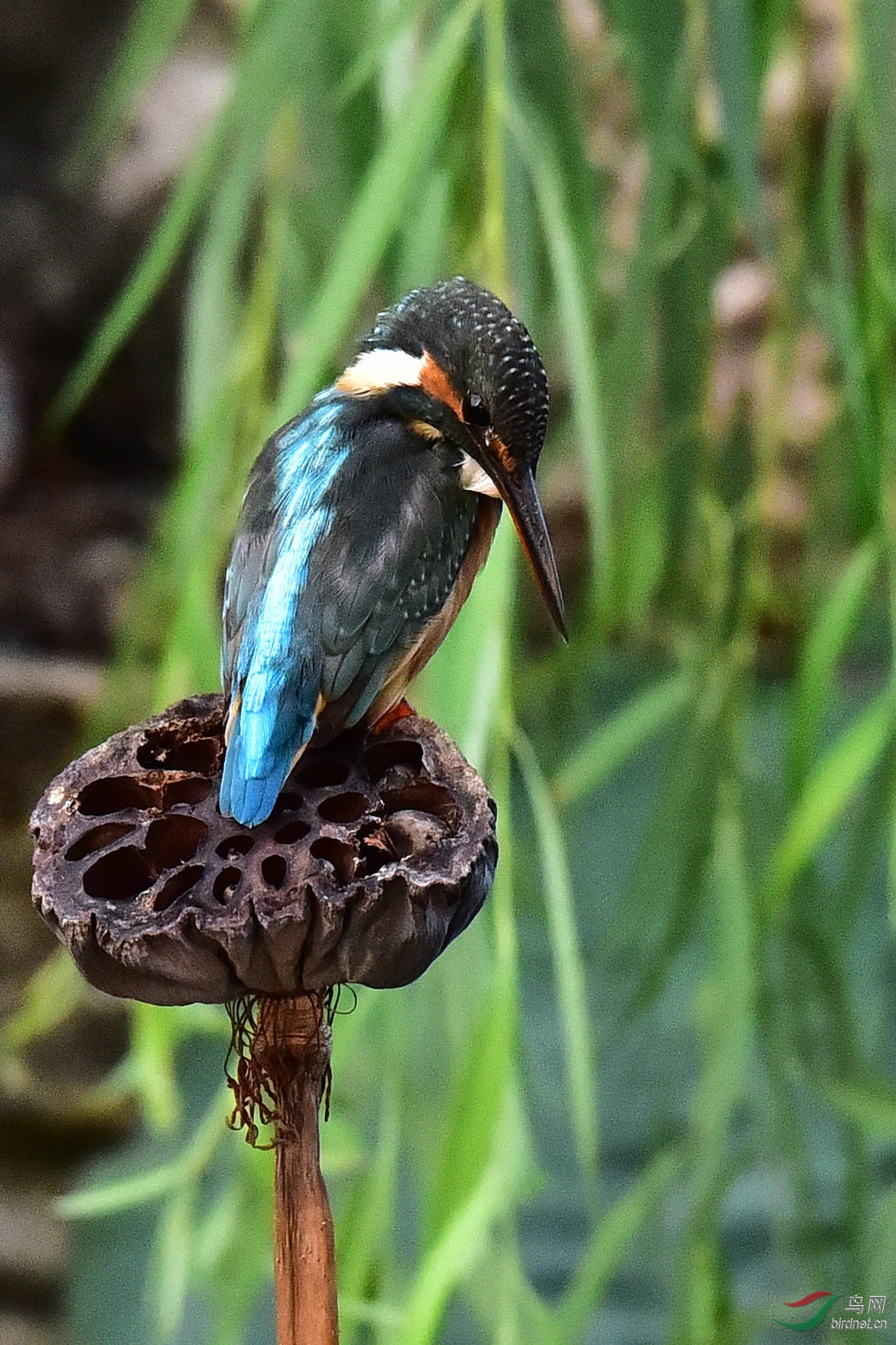 DSC_0029.JPG