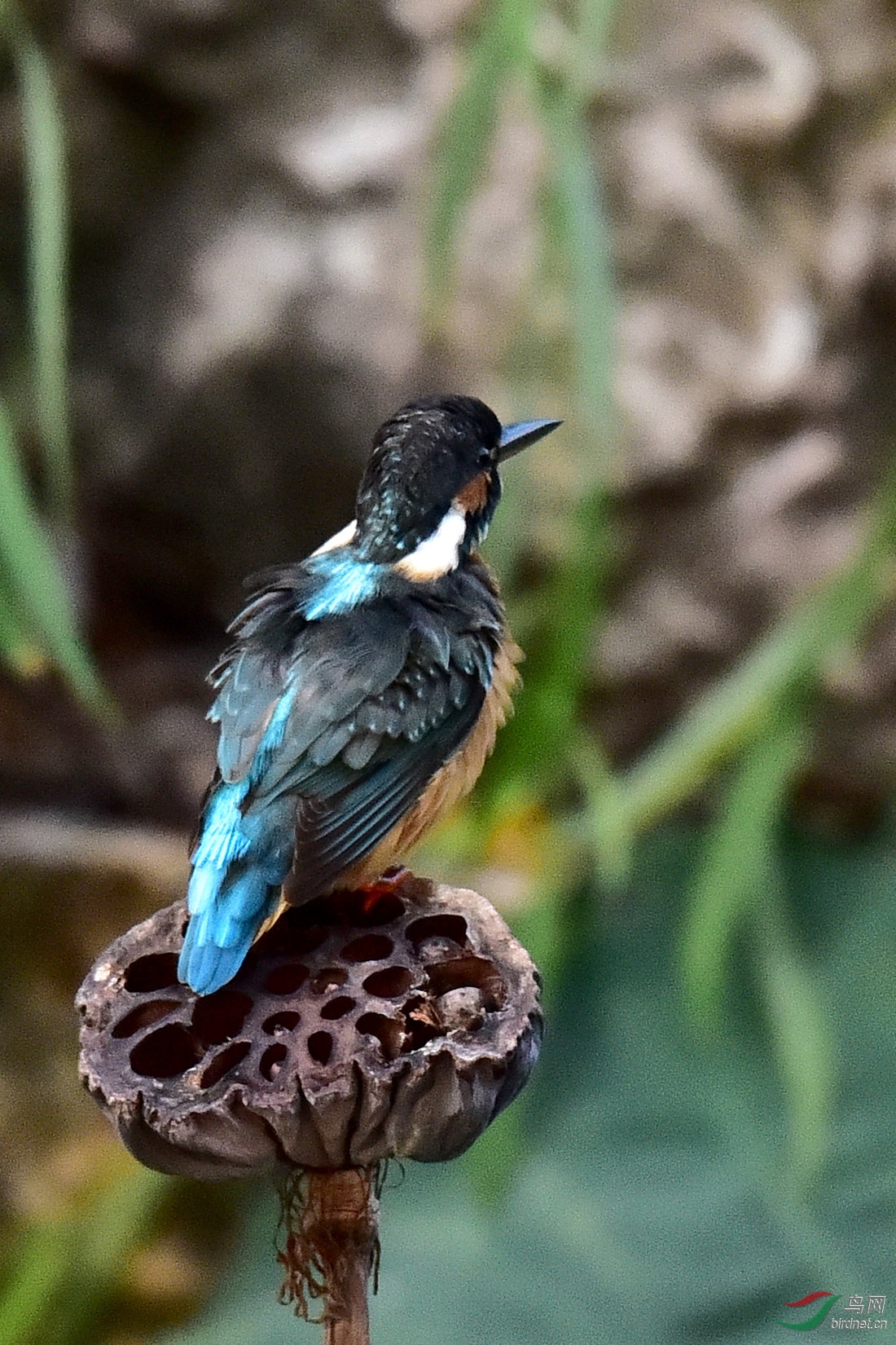 DSC_0030.JPG