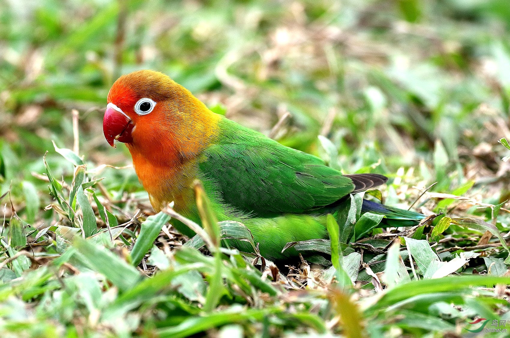 草地上漂亮的鹦鹉