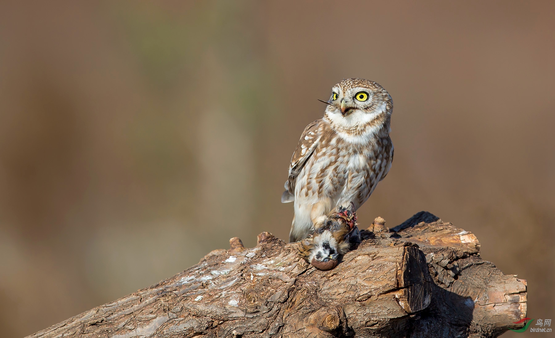 狙杀纵纹腹小鸮