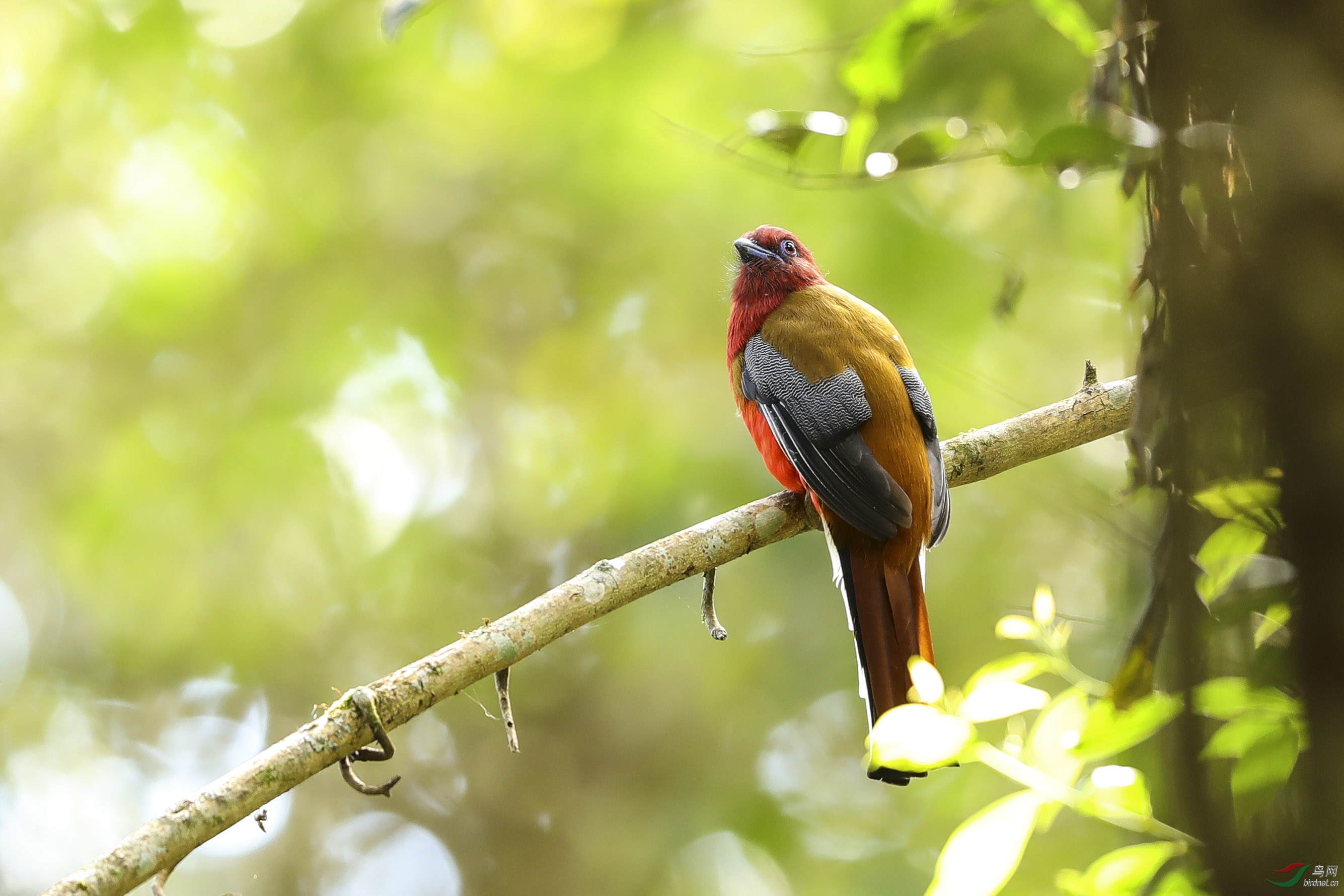 红头咬鹃 - 上海版 shanghai 鸟网