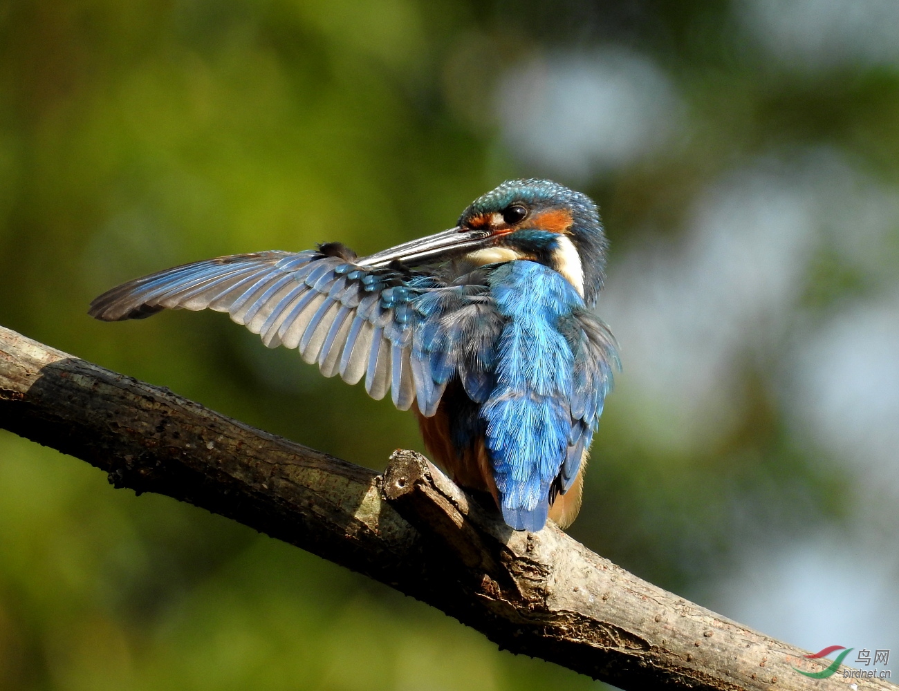 索尼黑卡机拍鸟的实践及讨论