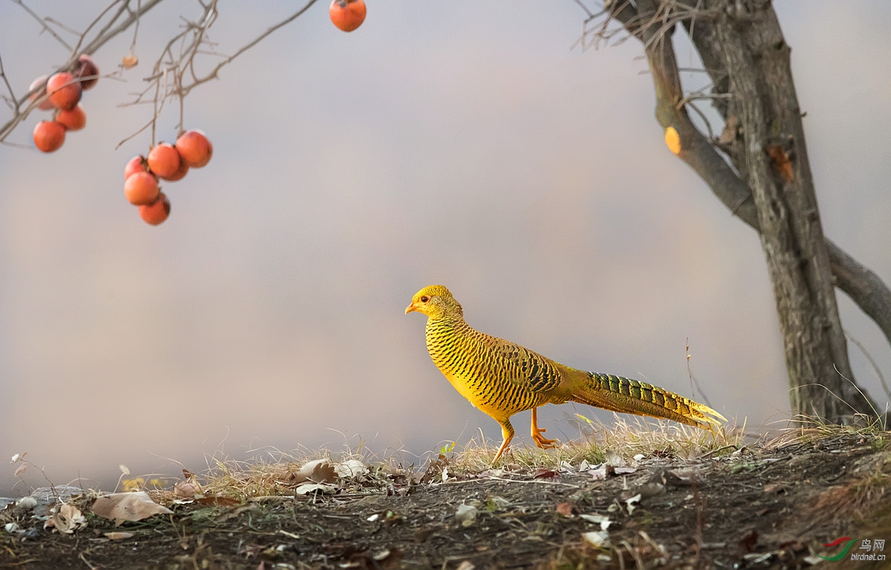 晨曦下的黄腹锦鸡