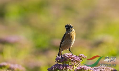 ET2W0965.jpg